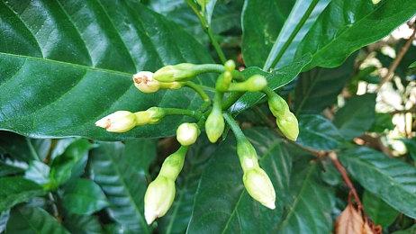 米哈游《崩坏3》已上架Steam平台 11月正式推出